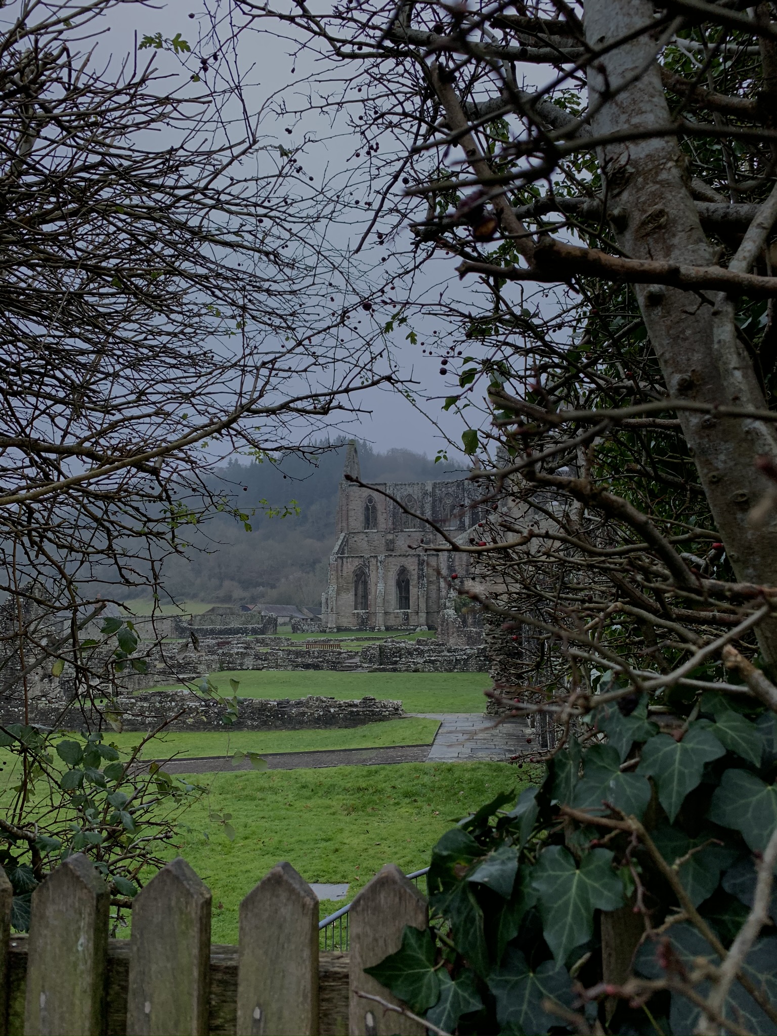 A shot of Tintern Abbey, Chepstow, Wales taken through a gap in the shrubbery